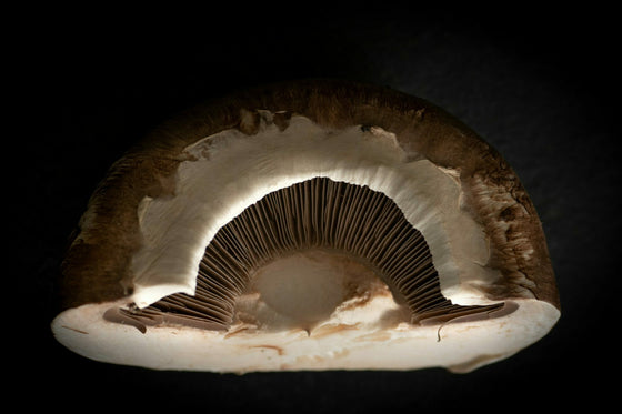 The Portobello Mushroom Controversy Unpacked