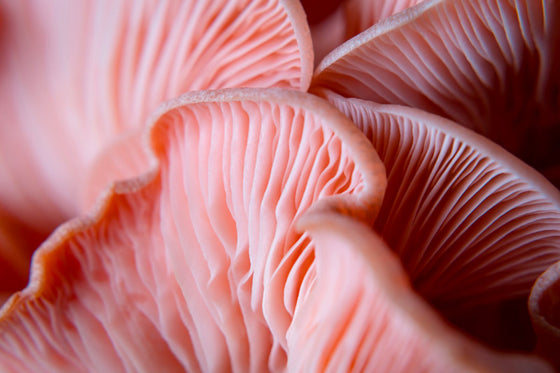 What Is Chitin and Why It Matters?