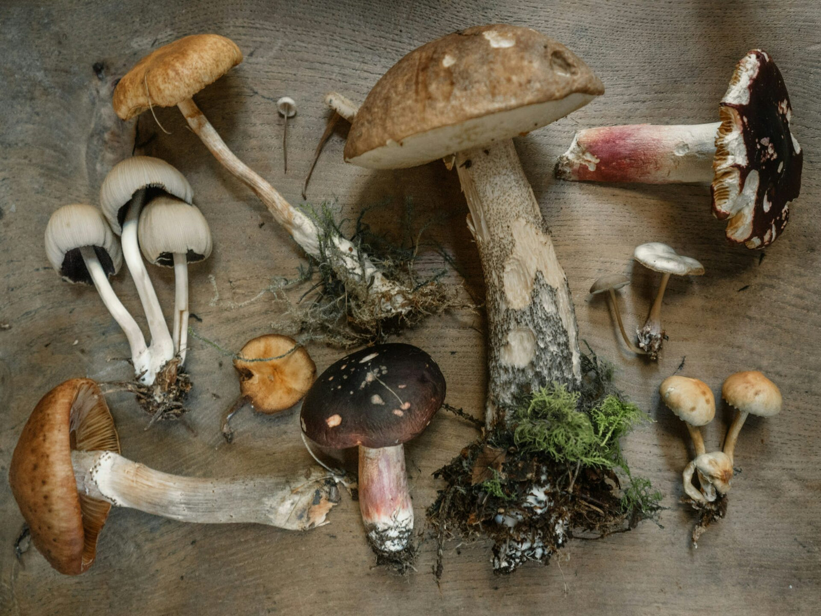 When To Take Functional Mushrooms?