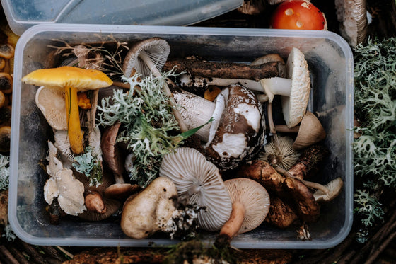 Supporting Strong Immunity with Functional Mushrooms