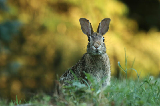 Discover the Mushroom Magic Behind Peter Rabbit 