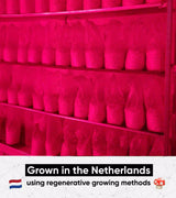 The Human Pro mushroom farm in the Netherlands