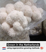 Lion's Mane, one of the four mushrooms in Mushroom Essentials Complex