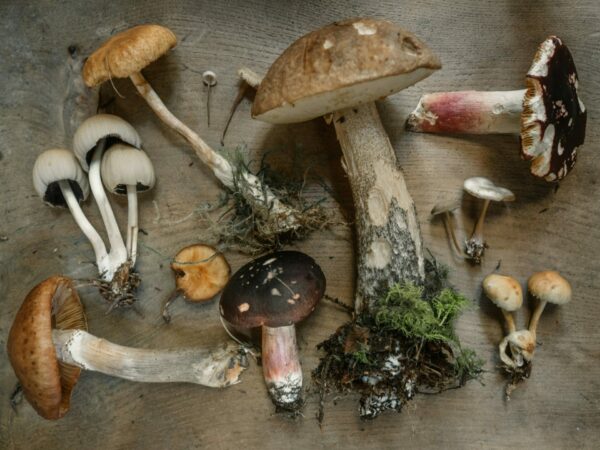 When To Take Functional Mushrooms?