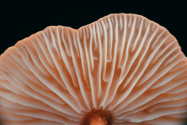 Unlocking the Full Potential of Functional Mushrooms: The Essential Role of Dual Extraction