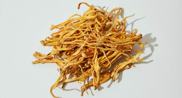 What’s the Difference Between Cordyceps Sinensis and Militaris?