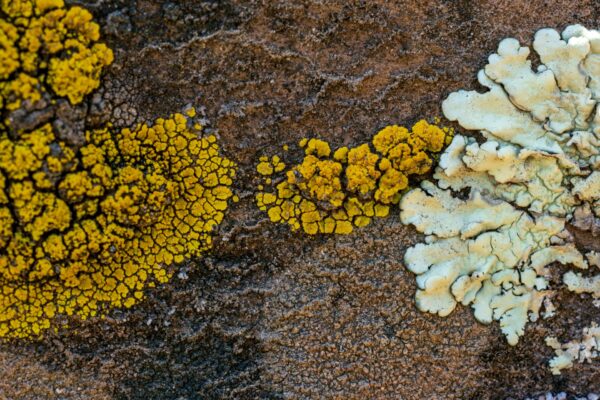 Mushrooms are Older Than Plants – Here’s Why