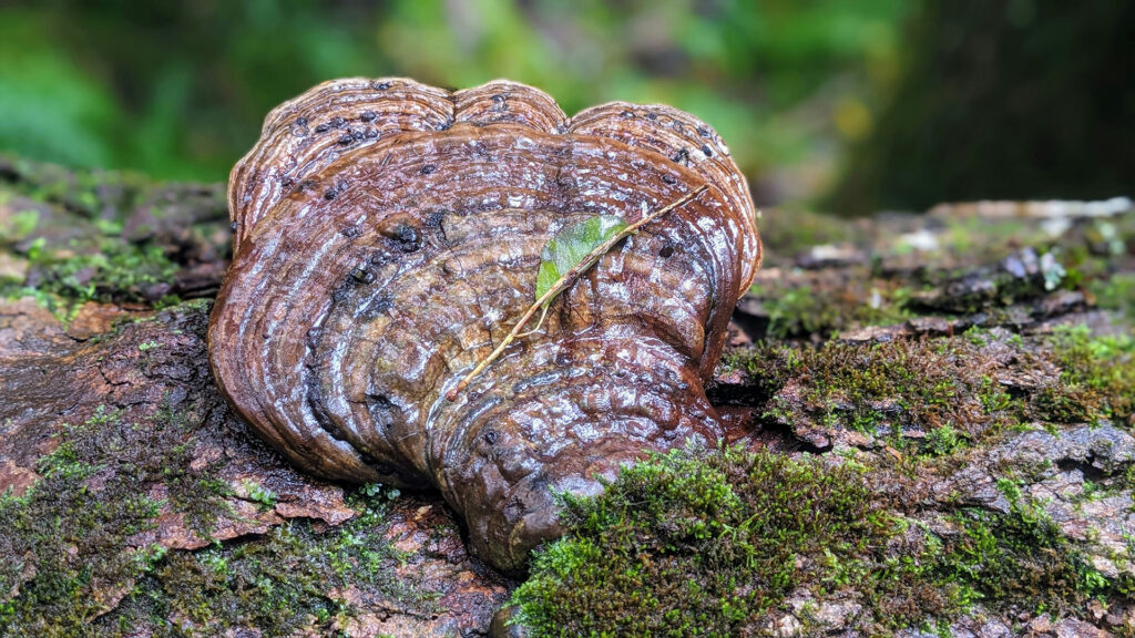 Reishi Mushroom