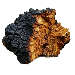 Chaga extract - 417.5 mg