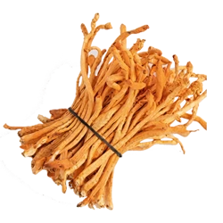 Cordyceps extract - 417.5 mg