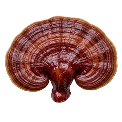 Red Reishi extract - 417.5 mg