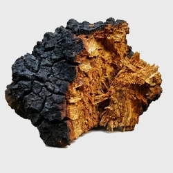 Chaga mushroom extract - 417.5 mg per capsule