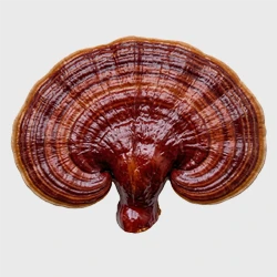 Red Reishi mushroom - 417.5 mg per capsule