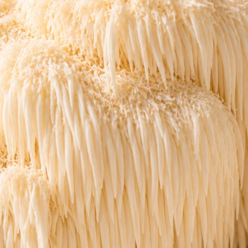 Lion's Mane whole-mushroom extract from fruiting bodies